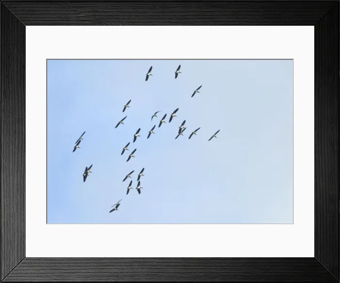 Framed Print : Abdim's / White-bellied Storks. Flock in flight rising on thermal over Kalahari. Transequatorial migrant; breeds in Somalia, Ethiopia, Uganda, north-west Kenya west to Senegal. Migrates south and east to eastern and southern Africa Framed Print : Abdim's / White-bellied Storks. Flock in flight rising on thermal over Kalahari. Transequatorial migrant; breeds in Somalia, Ethiopia, Uganda, north-west Kenya west to Senegal. Migrates south and east to eastern and southern Africa