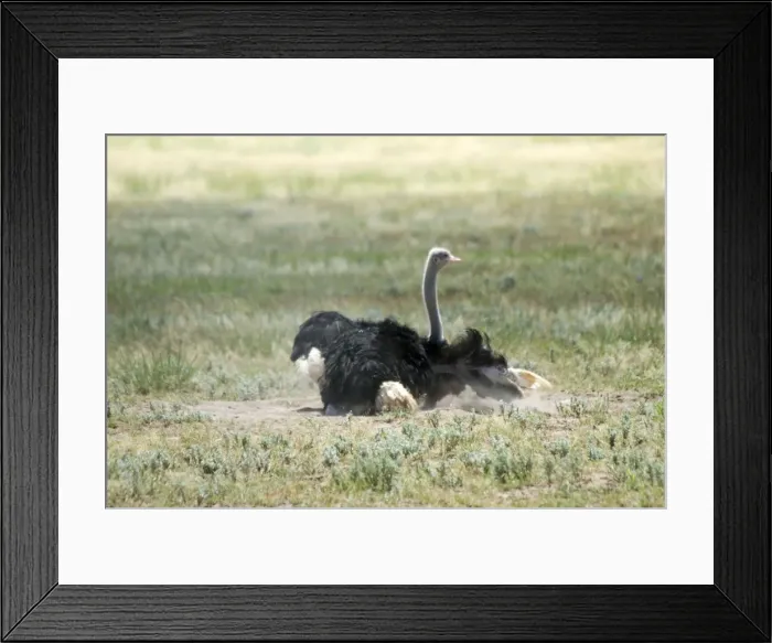 Framed Print : Common Ostrich - Male dust bathing. Occurs throughout sub-Saharan Africa except for rainforests and central African belt of Brachystegia woodland (miombo). Kgalagadi Transfrontier Park, Northern Cape, South Africa Framed Print : Common Ostrich - Male dust bathing. Occurs throughout sub-Saharan Africa except for rainforests and central African belt of Brachystegia woodland (miombo). Kgalagadi Transfrontier Park, Northern Cape, South Africa
