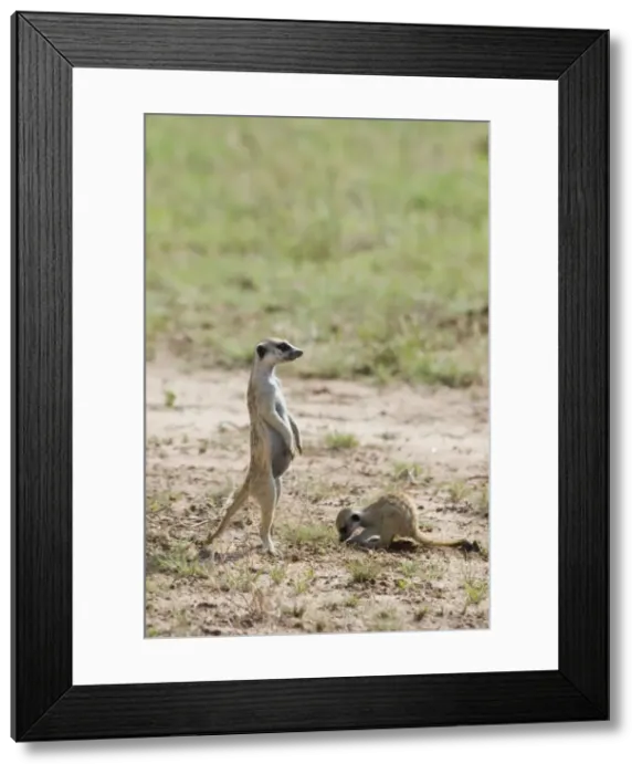 Framed Print : Suricate / Meerkat sentinel with youngster digging. Occurs in South West Arid Zone and adjacent Southern savanna, Highveld and Karoo of South Africa. Kgalagadi Transfrontier Park, Northern Cape, South Africa Framed Print : Suricate / Meerkat sentinel with youngster digging. Occurs in South West Arid Zone and adjacent Southern savanna, Highveld and Karoo of South Africa. Kgalagadi Transfrontier Park, Northern Cape, South Africa