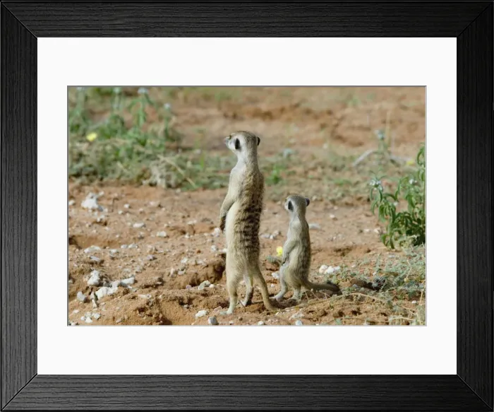 Framed Print : Suricate / Meerkat sentinel with youngster. Occurs in South West Arid Zone and adjacent Southern savanna, Highveld and Karoo of South Africa. Kgalagadi Transfrontier Park, Northern Cape, South Africa Framed Print : Suricate / Meerkat sentinel with youngster. Occurs in South West Arid Zone and adjacent Southern savanna, Highveld and Karoo of South Africa. Kgalagadi Transfrontier Park, Northern Cape, South Africa