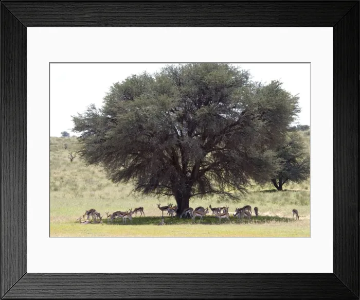 Framed Print : Springbok resting in shade during heat of day. Occurs in South West Arid Zone and adjacent dry savanna; southern Angola, Botswana, western and northern South Africa. Kgalagadi Transfrontier Park, Northern Cape, South Africa Framed Print : Springbok resting in shade during heat of day. Occurs in South West Arid Zone and adjacent dry savanna; southern Angola, Botswana, western and northern South Africa. Kgalagadi Transfrontier Park, Northern Cape, South Africa