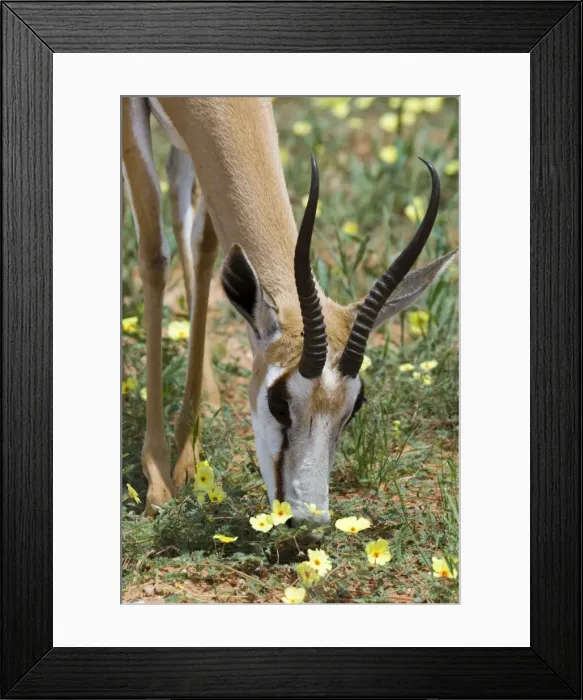 Framed Print : Springbok close-up feeding on dubbeltjie flowers after good rains. Occurs in South West Arid Zone and adjacent dry savanna; southern Angola, Botswana, western and northern South Africa. Kgalagadi Transfrontier Park, Northern Cape, South Africa Framed Print : Springbok close-up feeding on dubbeltjie flowers after good rains. Occurs in South West Arid Zone and adjacent dry savanna; southern Angola, Botswana, western and northern South Africa. Kgalagadi Transfrontier Park, Northern Cape, South Africa