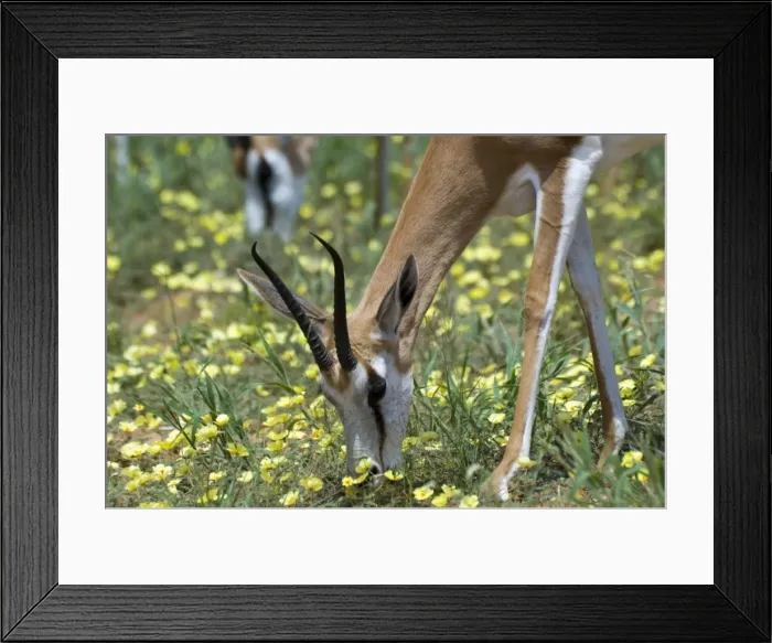 Framed Print : Springbok feeding on dubbeltjie flowers after good rains. Occurs in South West Arid Zone and adjacent dry savanna; southern Angola, Botswana, western and northern South Africa. Kgalagadi Transfrontier Park, Northern Cape, South Africa Framed Print : Springbok feeding on dubbeltjie flowers after good rains. Occurs in South West Arid Zone and adjacent dry savanna; southern Angola, Botswana, western and northern South Africa. Kgalagadi Transfrontier Park, Northern Cape, South Africa