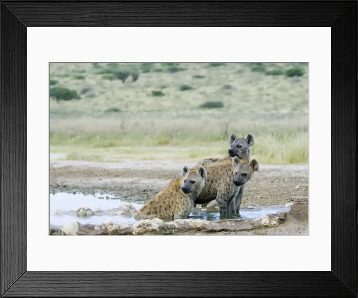 Framed Print : Spotted Hyaena cooling off at Kousant waterhole. Occurs in sub-Saharan Africa excluding rain forest; absent from southern areas of South Africa. Kgalagadi Transfrontier Park, Northern Cape, South Africa Framed Print : Spotted Hyaena cooling off at Kousant waterhole. Occurs in sub-Saharan Africa excluding rain forest; absent from southern areas of South Africa. Kgalagadi Transfrontier Park, Northern Cape, South Africa