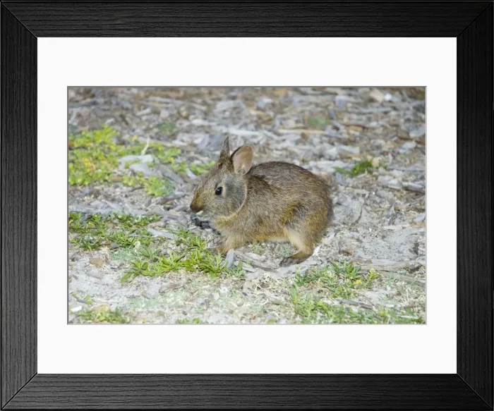 Framed Print : Marsh Rabbit - USA Framed Print : Marsh Rabbit - USA