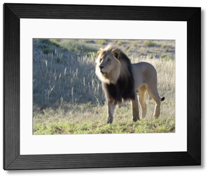 Framed Print : Lion - Male with mane - Occurs in sub-Saharan Africa in savanna and plains habitats inhabited by large herbivores. Kgalagadi Transfrontier Park, Northern Cape, South Africa Framed Print : Lion - Male with mane - Occurs in sub-Saharan Africa in savanna and plains habitats inhabited by large herbivores. Kgalagadi Transfrontier Park, Northern Cape, South Africa