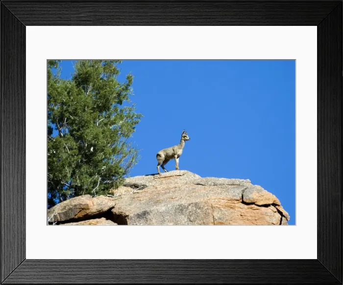 Framed Print : Klipspringer male standing sentinel and advertising presence. Occurs throughout eastern Africa as far as northern South Africa, also Angola, Namibia and south-west Cape of South Africa. Kgalagadi Transfrontier Park, Northern Cape, South Africa Framed Print : Klipspringer male standing sentinel and advertising presence. Occurs throughout eastern Africa as far as northern South Africa, also Angola, Namibia and south-west Cape of South Africa. Kgalagadi Transfrontier Park, Northern Cape, South Africa