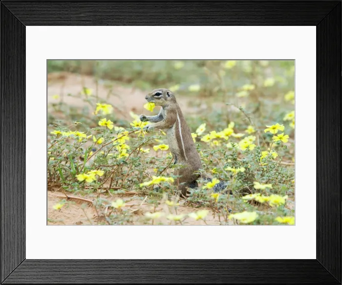 Framed Print : Ground Squirrel feeding on dubbeltjie flowers. Endemic in arid areas of southern Africa. Kgalagadi Transfrontier Park, Northern Cape, South Africa Framed Print : Ground Squirrel feeding on dubbeltjie flowers. Endemic in arid areas of southern Africa. Kgalagadi Transfrontier Park, Northern Cape, South Africa