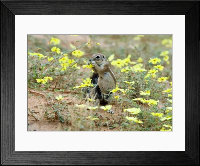 Framed Print : Ground Squirrel feeding on dubbeltjie flowers. Endemic in arid areas of southern Africa. Kgalagadi Transfrontier Park, Northern Cape, South Africa Framed Print : Ground Squirrel feeding on dubbeltjie flowers. Endemic in arid areas of southern Africa. Kgalagadi Transfrontier Park, Northern Cape, South Africa