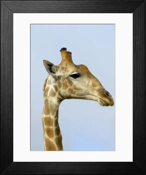 Framed Print : Giraffe - close up of head. Occurs in arid zones and drier regions of Northern and Southern Savanna of Africa. Kgalagadi Transfrontier Park, Northern Cape, South Africa Framed Print : Giraffe - close up of head. Occurs in arid zones and drier regions of Northern and Southern Savanna of Africa. Kgalagadi Transfrontier Park, Northern Cape, South Africa
