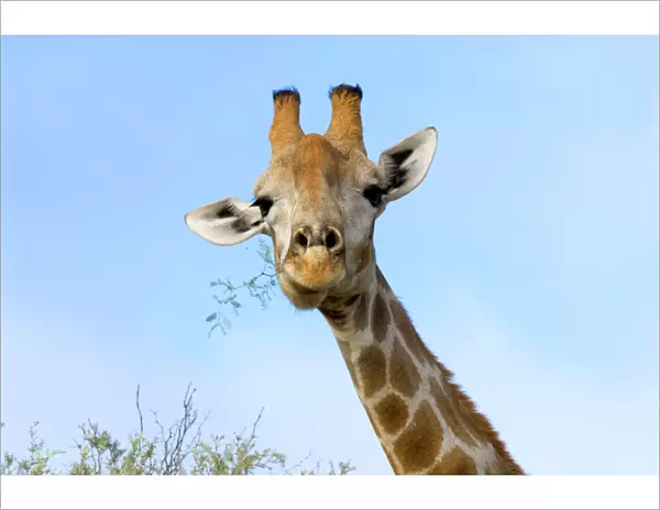Giraffe chewing twigs of Grey Camelthorn. Occurs in arid zones and drier regions of Northern and Southern Savanna of Africa. Kgalagadi Transfrontier Park, Northern Cape, South Africa
