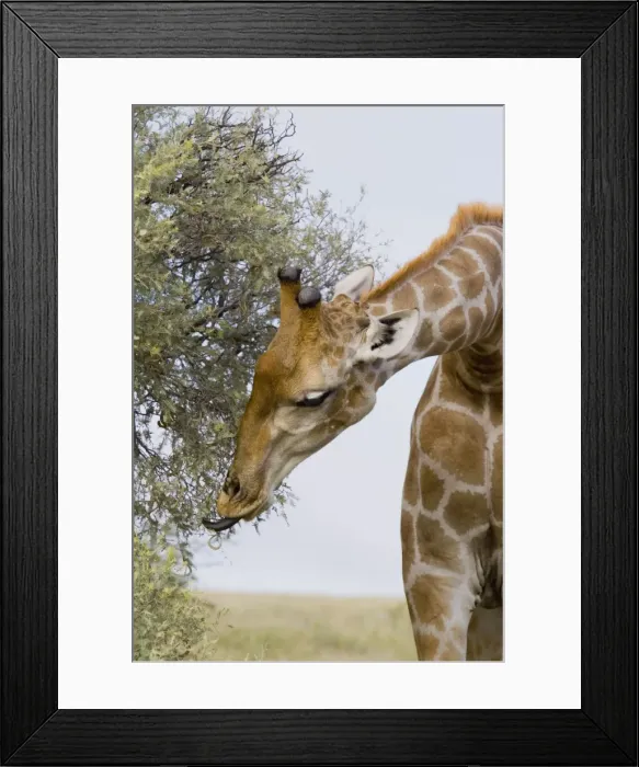 Framed Print : Giraffe browzing Grey Camelthorn showing tongue grasping foliage. Occurs in arid zones and drier regions of Northern and Southern Savanna of Africa. Kgalagadi Transfrontier Park, Northern Cape, South Africa Framed Print : Giraffe browzing Grey Camelthorn showing tongue grasping foliage. Occurs in arid zones and drier regions of Northern and Southern Savanna of Africa. Kgalagadi Transfrontier Park, Northern Cape, South Africa