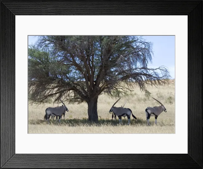 Framed Print : Gemsbok / Oryx resting in shade during heat of day. Discontinuous distribution; occurs in Somali-Masai and South West Arid Zones. Kgalagadi Transfrontier Park, Northern Cape, South Africa Framed Print : Gemsbok / Oryx resting in shade during heat of day. Discontinuous distribution; occurs in Somali-Masai and South West Arid Zones. Kgalagadi Transfrontier Park, Northern Cape, South Africa