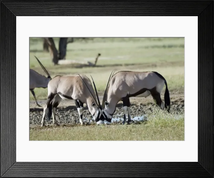 Framed Print : Gemsbok / Oryx licking salt at Kwang waterhole. Discontinuous distribution; occurs in Somali-Masai and South West Arid Zones. Kgalagadi Transfrontier Park, Northern Cape, South Africa Framed Print : Gemsbok / Oryx licking salt at Kwang waterhole. Discontinuous distribution; occurs in Somali-Masai and South West Arid Zones. Kgalagadi Transfrontier Park, Northern Cape, South Africa