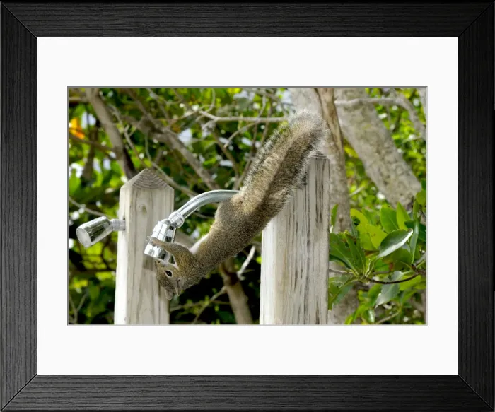 Framed Print : Eastern Grey Squirrel drinking freshwater from outside shower head. John Pennekamp Coral Reef State Park, Florida, USA Framed Print : Eastern Grey Squirrel drinking freshwater from outside shower head. John Pennekamp Coral Reef State Park, Florida, USA