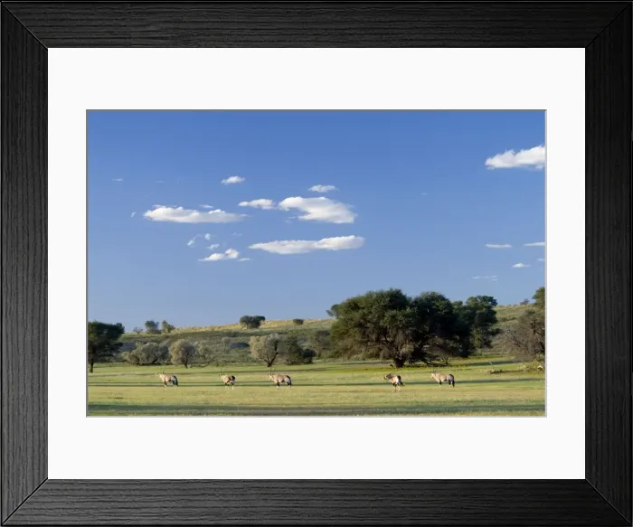 Framed Print : Gemsbok herd in evening light after good rains in the Auob Valley. Kgalagadi Transfrontier Park, Northern Cape, South Africa