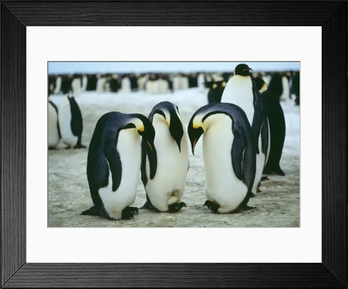 Framed Print : Emperor Penguin Antarctica