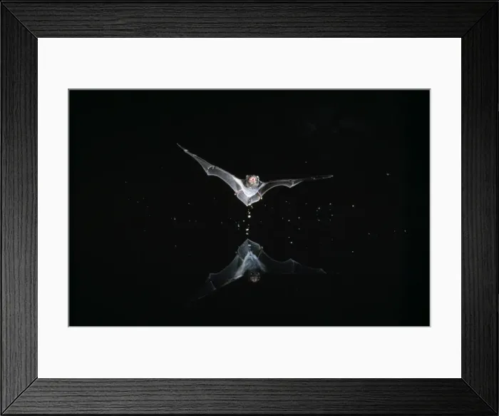 Framed Print : Gould's Wattled Bat - drinking on the wing Fam: Vespertilionidae Australia Framed Print : Gould's Wattled Bat - drinking on the wing Fam: Vespertilionidae Australia