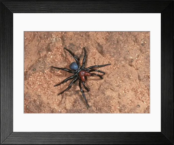 Framed Print : Red-headed mouse spider male searching for mate. Only the male is called ‘red-headed'. Australia CAH00097 Framed Print : Red-headed mouse spider male searching for mate. Only the male is called ‘red-headed'. Australia CAH00097