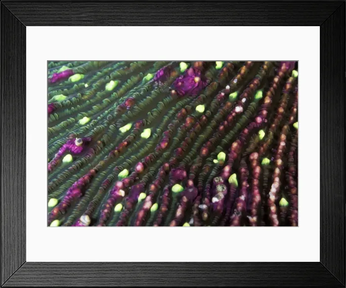 Framed Print : Mushroom Coral - with bright green tentacular lobes Framed Print : Mushroom Coral - with bright green tentacular lobes