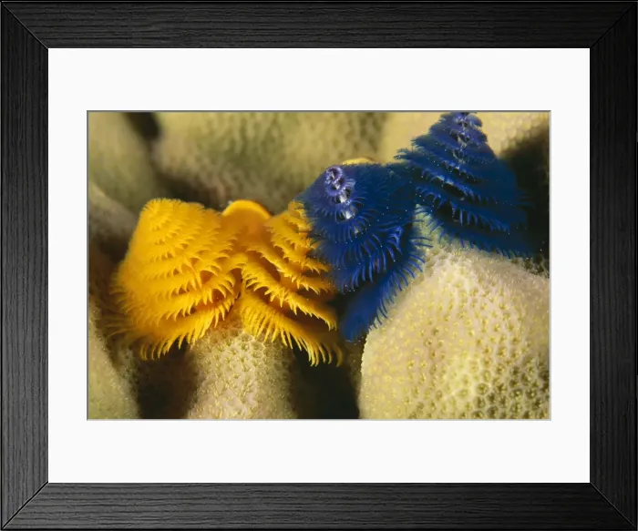 Framed Print : Christmas Tree Worms Great Barrier Reef, Australia. Fam: Serpulidae