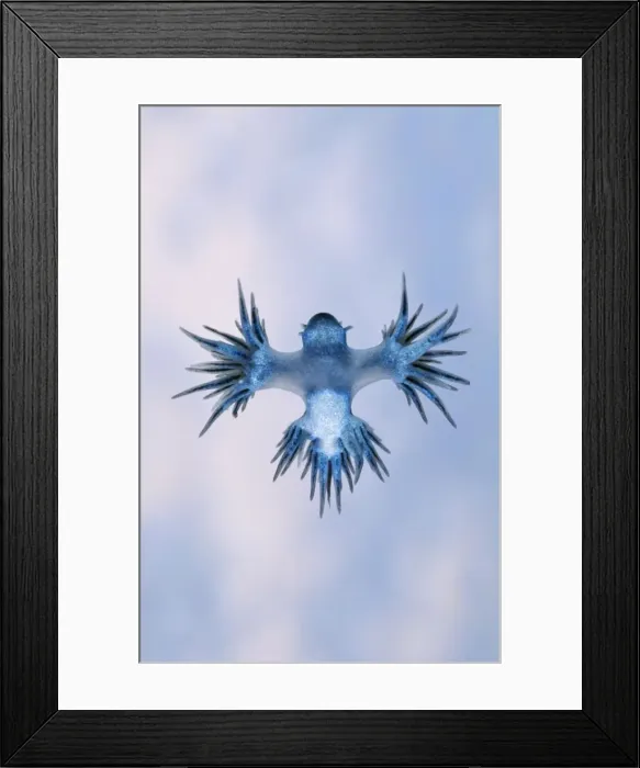 Framed Print : Plankton Sea Slug - Glaucus, spends its life upside-down on the meniscus between water & air. Here it is seen from underneath