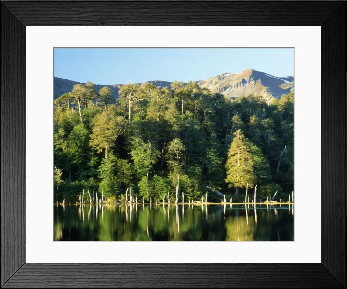 Framed Print : Chile - Luguna Captren surrounded by cool temperate Rainforest dominated by Nothofagus dombeyii, Nothofagus obliqua & Araucaria araucana. Sierra Nevada mountain range in the background. 9th Region The Andes Framed Print : Chile - Luguna Captren surrounded by cool temperate Rainforest dominated by Nothofagus dombeyii, Nothofagus obliqua & Araucaria araucana. Sierra Nevada mountain range in the background. 9th Region The Andes