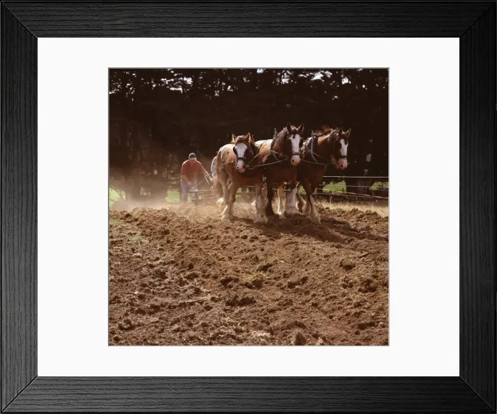 Framed Print : JFH00035. AUS-1088. Clydesdale horses pulling a two-furrow plough Framed Print : JFH00035. AUS-1088. Clydesdale horses pulling a two-furrow plough