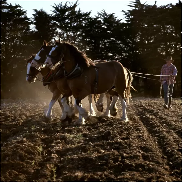 Clydesdale horses pulling a two-furrow plough. Northwest Tasmania, Australia