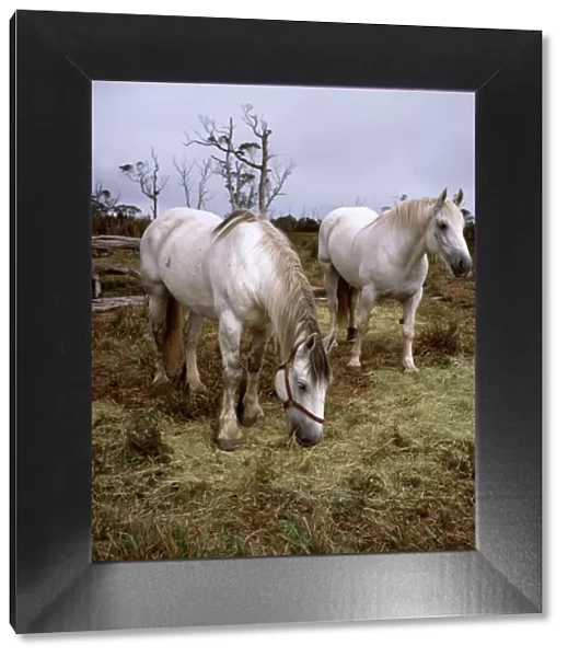 JFH00043. AUS-1091. Highland horses, pair