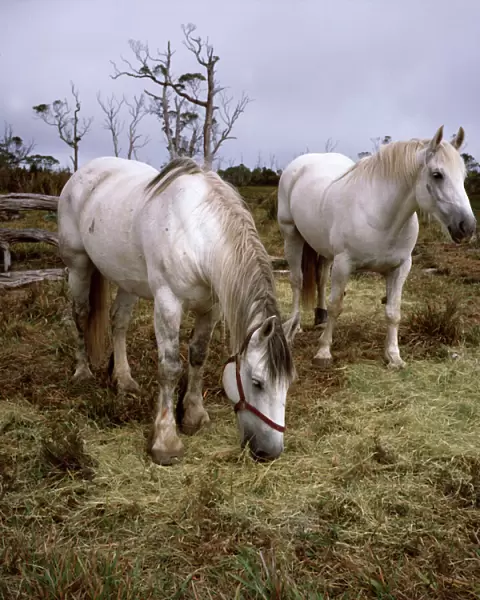 JFH00043. AUS-1091. Highland horses, pair