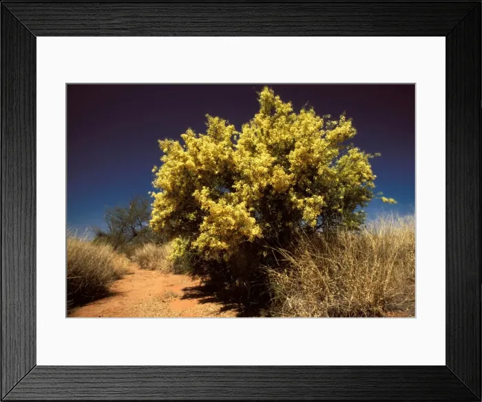 Framed Print : Gidgee Wattle - in full flower. near Oodnadatta, South Australia RMS01062 Framed Print : Gidgee Wattle - in full flower. near Oodnadatta, South Australia RMS01062
