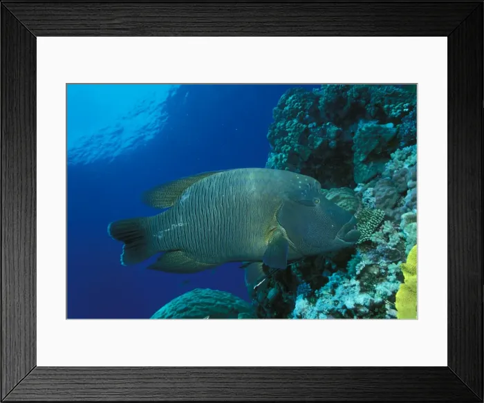 Framed Print : Hump-headed Maori Wrasse Great Barrier Reef, Queensland, Australia ZIE00244 Framed Print : Hump-headed Maori Wrasse Great Barrier Reef, Queensland, Australia ZIE00244