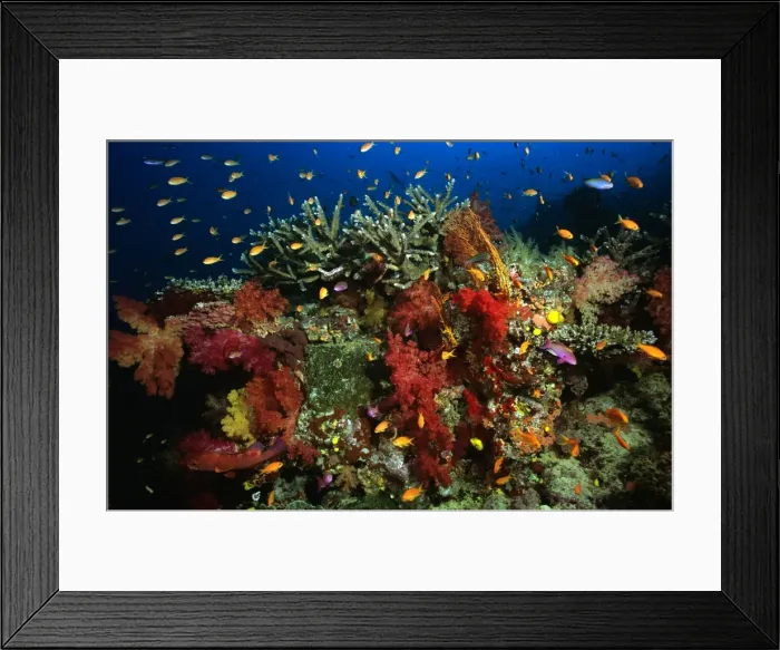 Framed Print : Lyre-tail Fairy Basslets - in soft coral Fiji KDN01126 Framed Print : Lyre-tail Fairy Basslets - in soft coral Fiji KDN01126