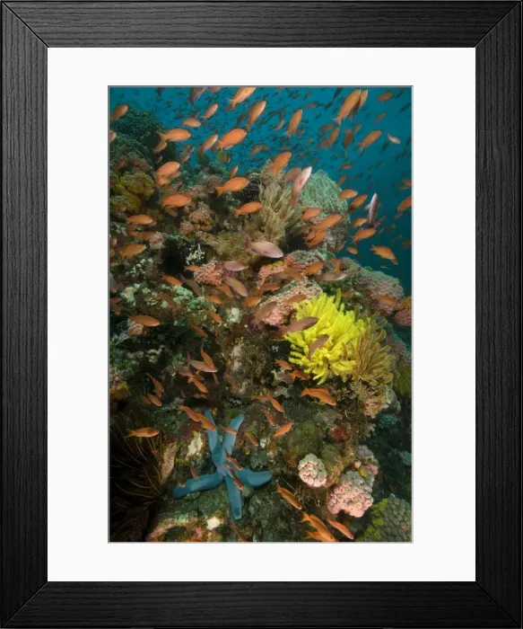Framed Print : Fairy basslets - swim over a reef adorned with hard coral, colourful soft corals, crinoids, compound ascidians, yellow tubastrea coral, hydroids, a single blue sea star (Linckia laevigata) and a large barrel sponge Framed Print : Fairy basslets - swim over a reef adorned with hard coral, colourful soft corals, crinoids, compound ascidians, yellow tubastrea coral, hydroids, a single blue sea star (Linckia laevigata) and a large barrel sponge