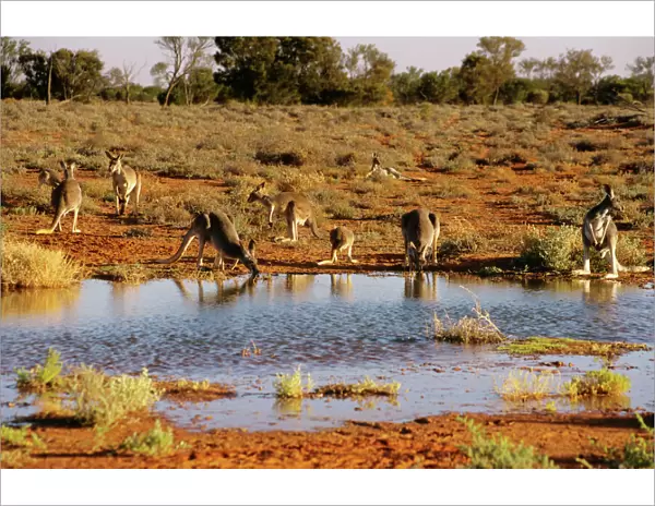 Red kangaroos - drinking Broken Hill, far western New South Wales, Australia BIR00371