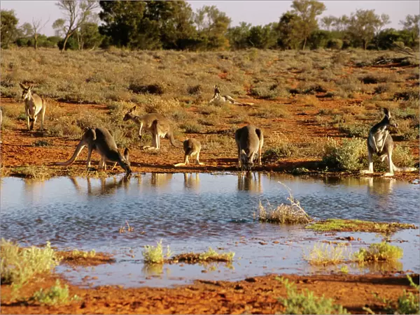 Red kangaroos - drinking Broken Hill, far western New South Wales, Australia BIR00371
