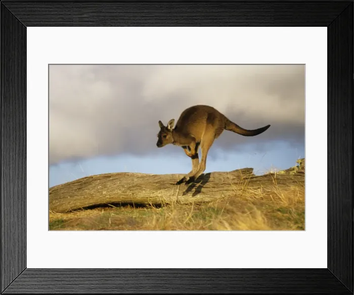 Framed Print : Western Grey Kangaroo - running Kangaroo Island, South Australia BIR00374 Framed Print : Western Grey Kangaroo - running Kangaroo Island, South Australia BIR00374