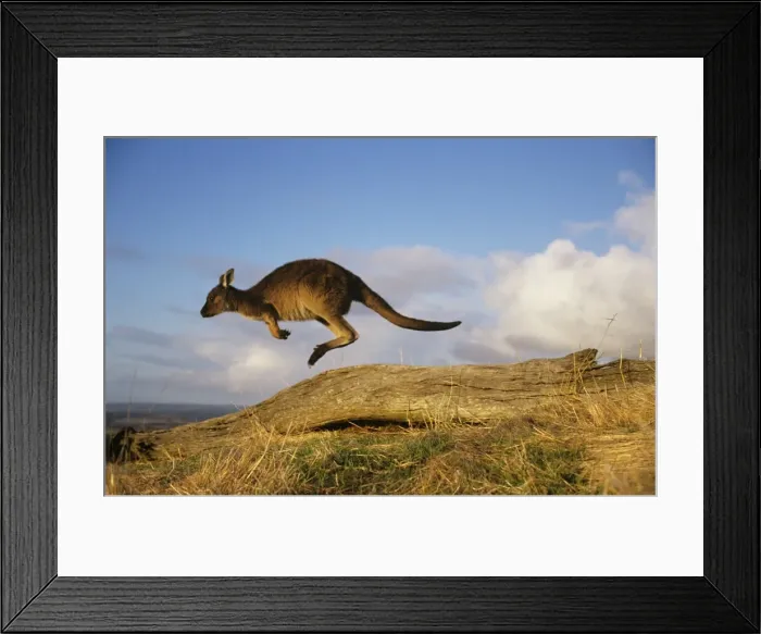 Framed Print : Western Grey Kangaroo - running Kangaroo Island, South Australia BIR00373 Framed Print : Western Grey Kangaroo - running Kangaroo Island, South Australia BIR00373
