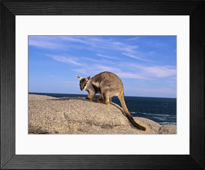 Framed Print : Pearson Island Rock-wallaby South Australia SND01906 Framed Print : Pearson Island Rock-wallaby South Australia SND01906