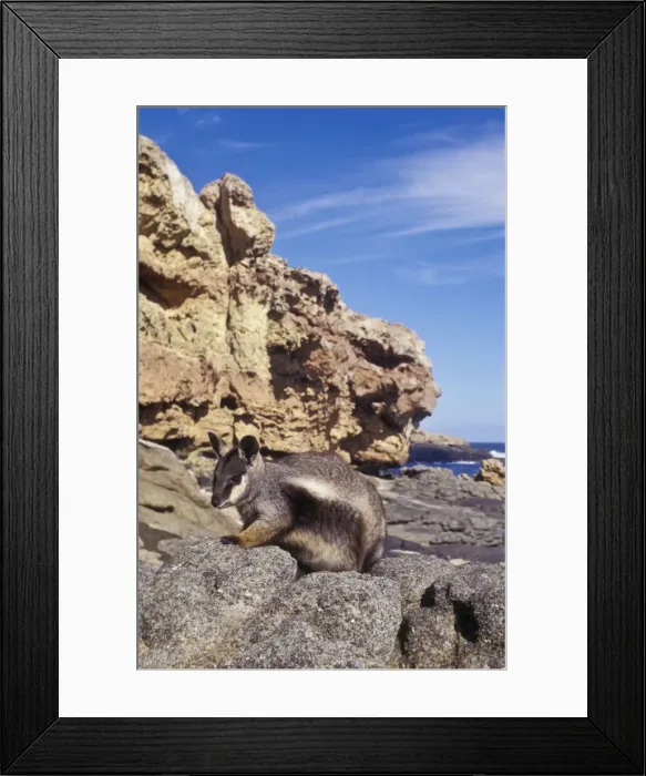 Framed Print : Pearson Island Rock-wallaby - once only on Pearson Island, now there are some 700 animals due to introductions to Wedge and Thistle Islands, Thistle Island, South Australia SPE00716 Framed Print : Pearson Island Rock-wallaby - once only on Pearson Island, now there are some 700 animals due to introductions to Wedge and Thistle Islands, Thistle Island, South Australia SPE00716