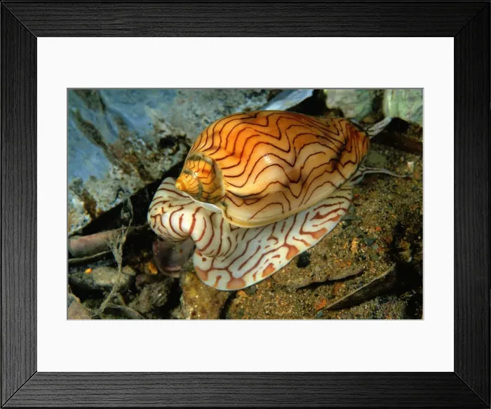 Framed Print : Wavy Volute Shell Rapid Bay, South Australia. TED00071 Framed Print : Wavy Volute Shell Rapid Bay, South Australia. TED00071