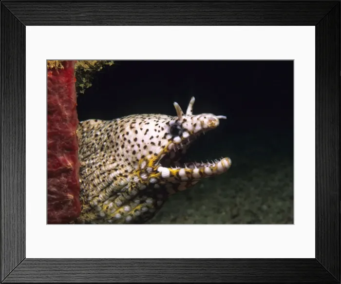 Framed Print : Dragon Moray Eel - with open mouth showing teeth Christmas Island GUL00050