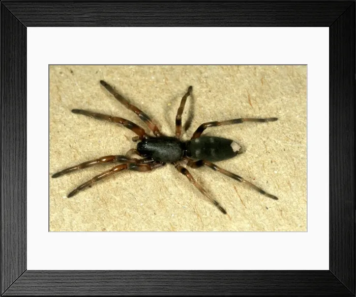 Framed Print : CLY02039. AUS-261. White-tailed spider - common in houses