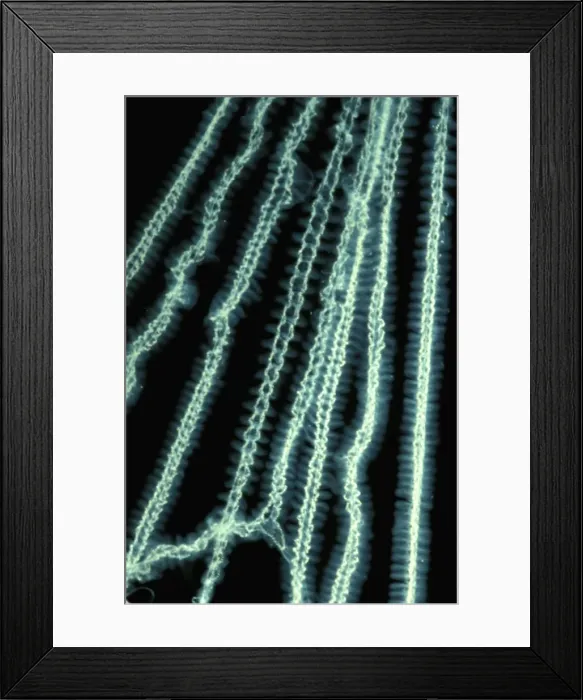 Framed Print : CLY02048. AUS-270. Special cribellate silk used in net-making by Net-casting spider