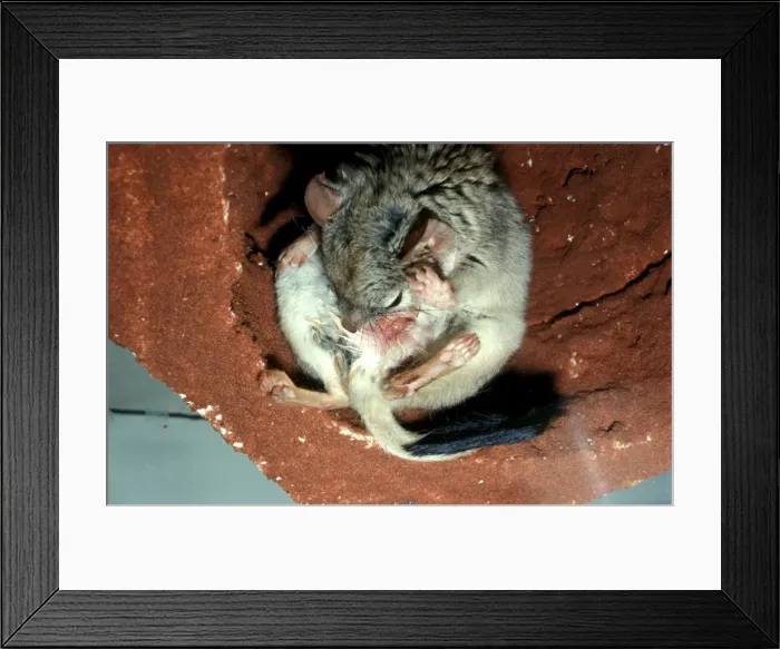 Framed Print : CLY02071. AUS-293. Kowari / Crest-tailed Marsupial Rat - about to give birth Framed Print : CLY02071. AUS-293. Kowari / Crest-tailed Marsupial Rat - about to give birth