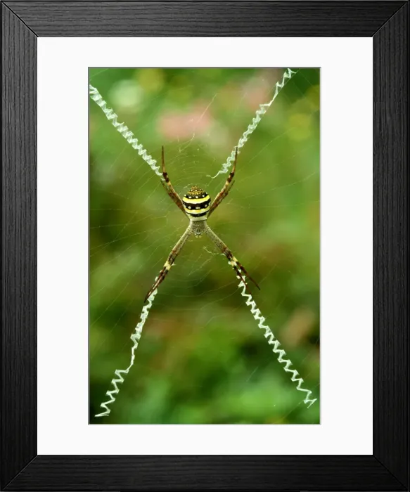 Framed Print : CLY02078. AUS-300. St Andrews Cross spider - female with cross-shaped stabilimentum in web Framed Print : CLY02078. AUS-300. St Andrews Cross spider - female with cross-shaped stabilimentum in web
