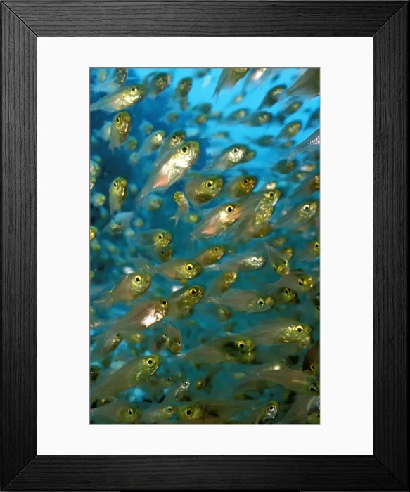 Framed Print : DWD00158. AUS-544. Cardinalfish spawning aggregation. Framed Print : DWD00158. AUS-544. Cardinalfish spawning aggregation.