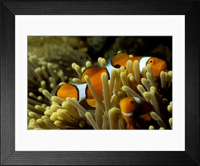 Framed Print : Clown anemonefish have a symbiotic relationship with their host sea anemone with both species gaining protection from predators from the other Framed Print : Clown anemonefish have a symbiotic relationship with their host sea anemone with both species gaining protection from predators from the other
