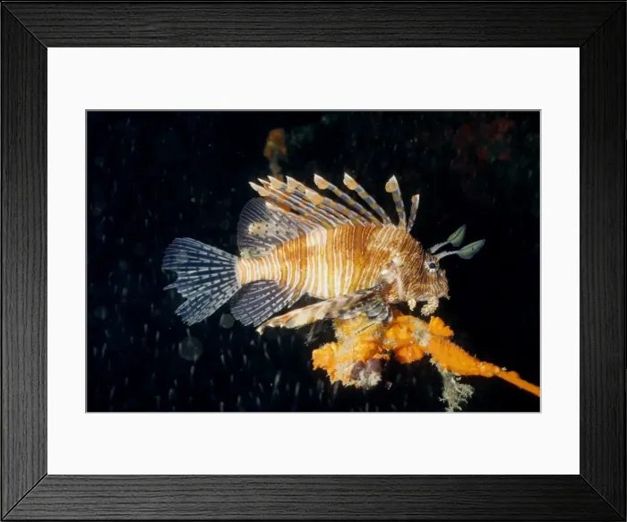 Framed Print : Lionfish (Pterois volitans). Similan Islands, Andaman Sea, Thailand Framed Print : Lionfish (Pterois volitans). Similan Islands, Andaman Sea, Thailand